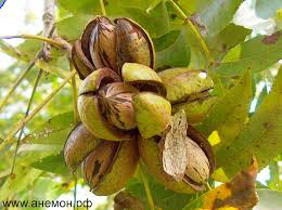 images/Без названия (5).jpeg